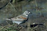 Thick-billed Longspurborder=
