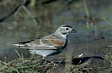 McCown's Longspur