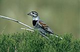 McCown's Longspur