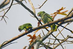 Mealy Parrot