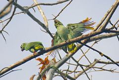 Mealy Amazon