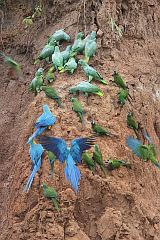 Mealy Amazon