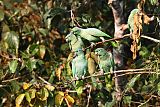 Mealy Parrotborder=