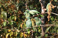Mealy Amazon