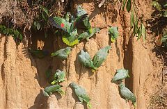 Mealy Amazon