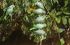 Mealy Amazon