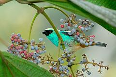 Metallic-green Tanager