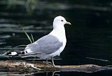 Short-billed Gullborder=