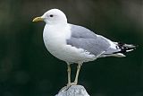 Short-billed Gullborder=