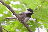 Mexican Chickadee