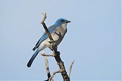 Mexican Jay