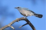 Mexican Jay