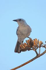 Mexican Jay