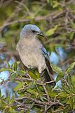 Mexican Jay