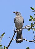 Mexican Jay