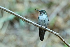 Mexican Violetear