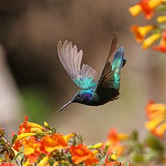Mexican Violetear