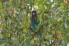 Meyer's Parrot