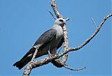 Mississippi Kite