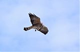 Mississippi Kite