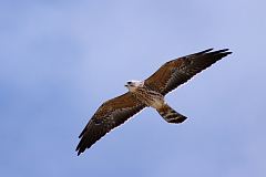 Mississippi Kite