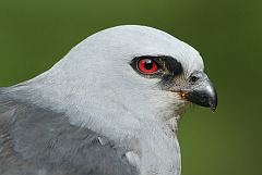 Mississippi Kite