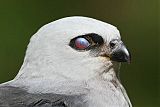 Mississippi Kite