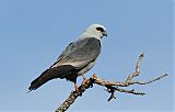 Mississippi Kite