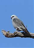 Mississippi Kite