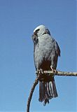 Mississippi Kite