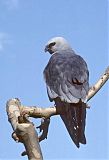 Mississippi Kite