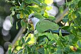 Monk Parakeetborder=