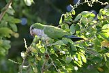 Monk Parakeetborder=