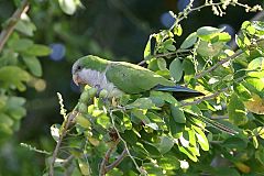 Monk Parakeet