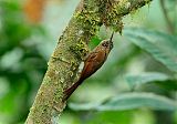 Montane Woodcreeper