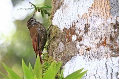 Montane Woodcreeper