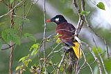 Montezuma Oropendola