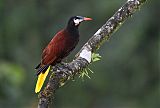 Montezuma Oropendola