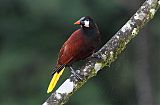 Montezuma Oropendola