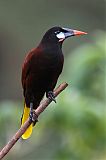 Montezuma Oropendola