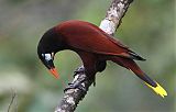 Montezuma Oropendola