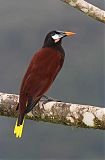 Montezuma Oropendola