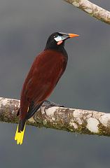 Montezuma Oropendola