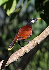 Montezuma Oropendola