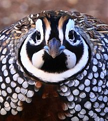 Montezuma Quail