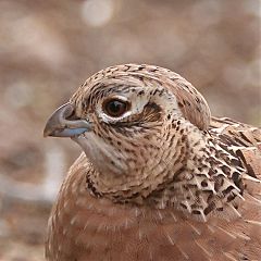 Montezuma Quail