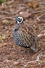 Montezuma Quail