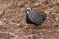 Montezuma Quail