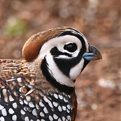 Montezuma Quail