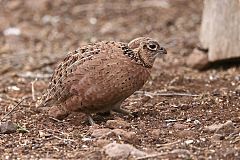 Montezuma Quail